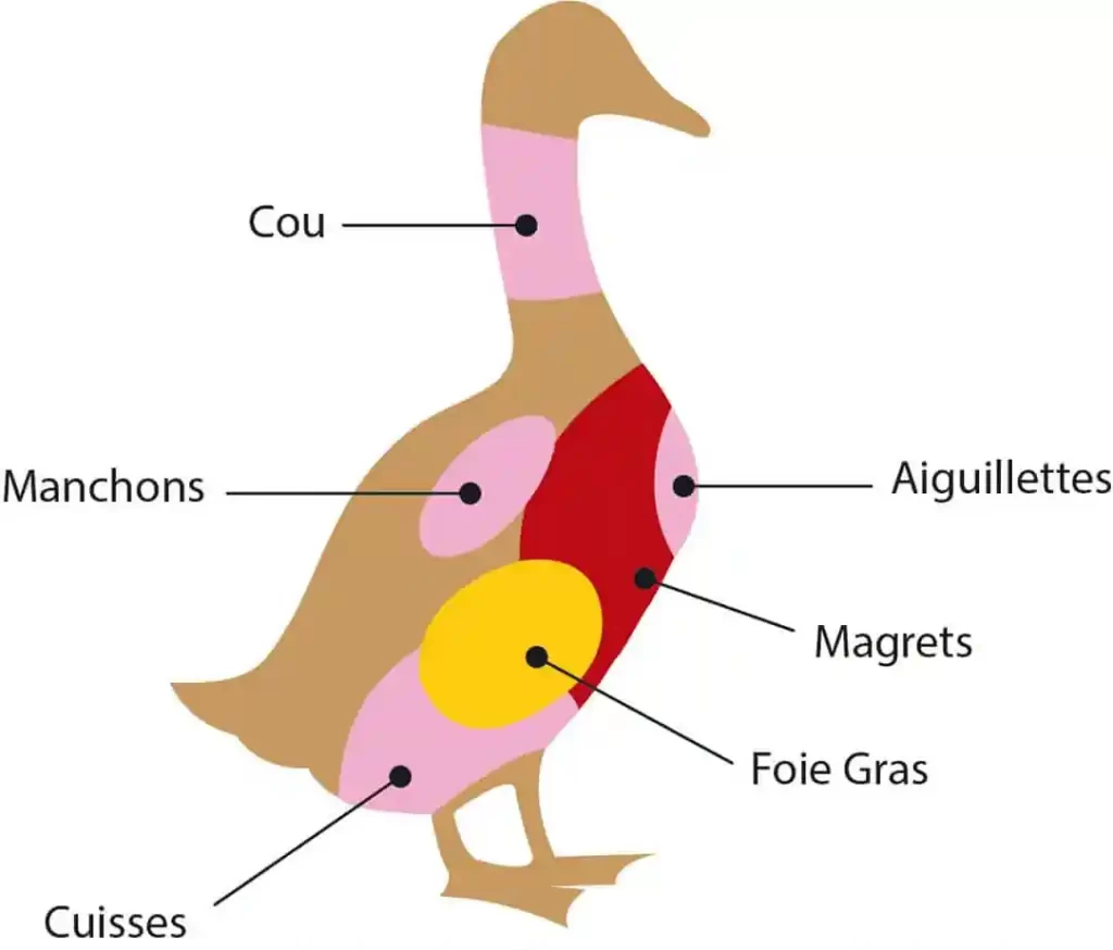 フォアグラ用の鴨の解剖図