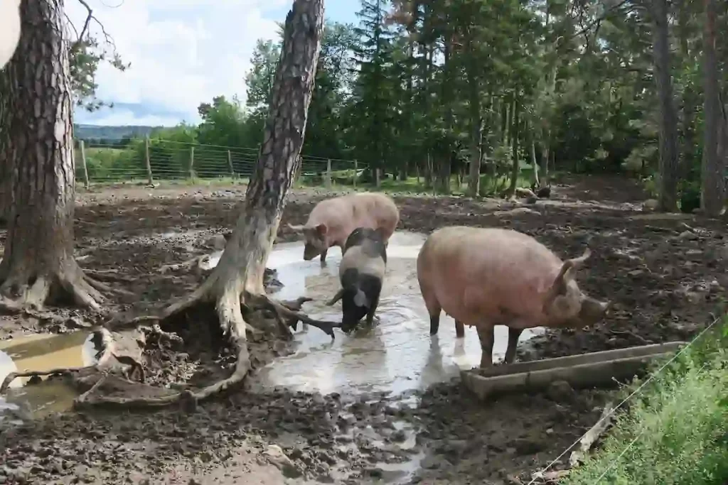 牧場内のホエー豚