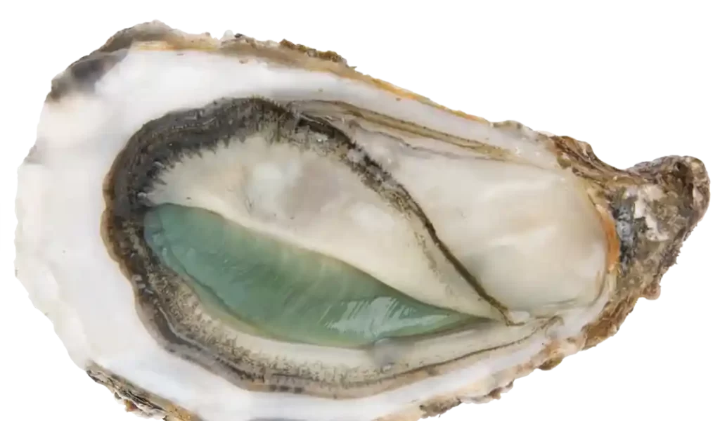 グリーンオイスター、マレンヌオレロンIGPを代表するカキ牡蠣