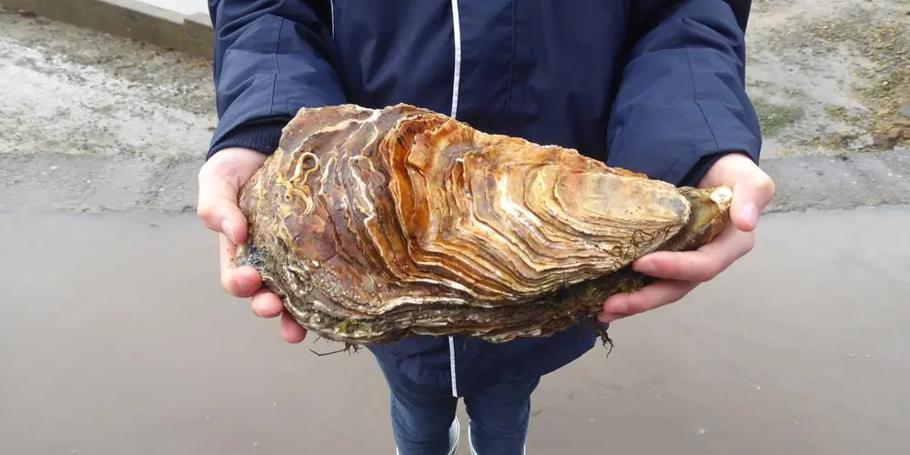 Carantecで見つかった世界最大の牡蠣。2.22㎏の重さでギネスの記録を更新。