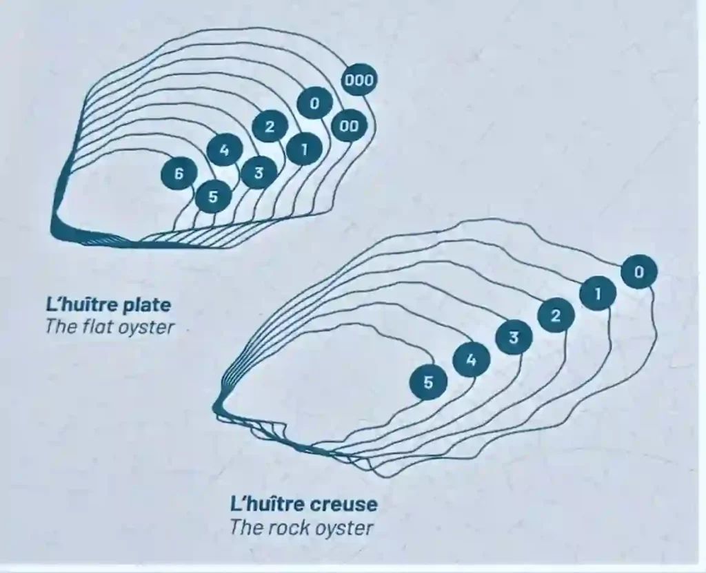 平牡蠣 Huitre plate と真牡蠣 Huitre Creuse の大きさの図、