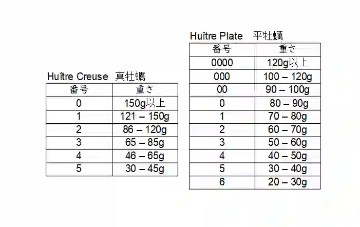 フランスにおけるカキ牡蠣の大きさの表　平牡蠣と真牡蠣で重さが異なる