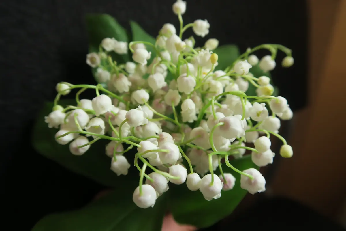 フランスで幸運を運ぶ花として知られる、すずらんの花束ブーケ、